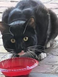 Found/Stray Unknown Cat last seen Heydon Hall Circle and Blackhorse Lane, Charlotte, NC 28210