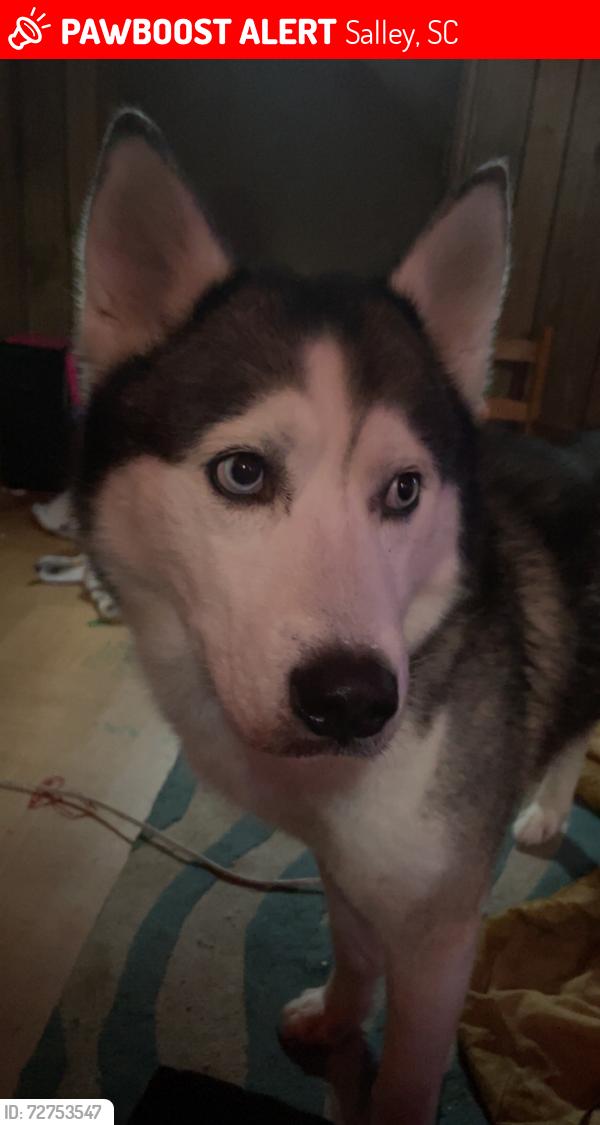 Lost Male Dog last seen Salley SC , Salley, SC 29137
