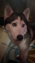 Lost Male Dog last seen Salley SC , Salley, SC 29137