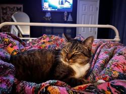 Lost Female Cat last seen West elm & Avent ferry rd in holly springs , Holly Springs, NC 27540