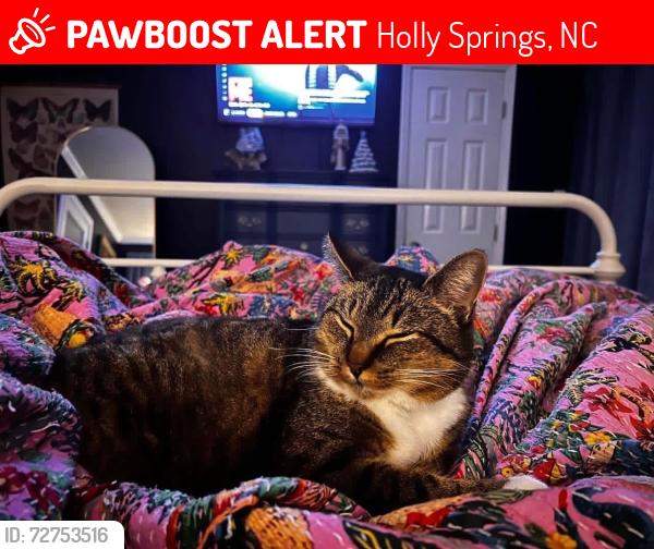 Lost Female Cat last seen West elm & Avent ferry rd in holly springs , Holly Springs, NC 27540