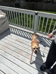 Found/Stray Male Dog last seen Porters Mill Rd & Walden Springs, Midlothian, VA 23114