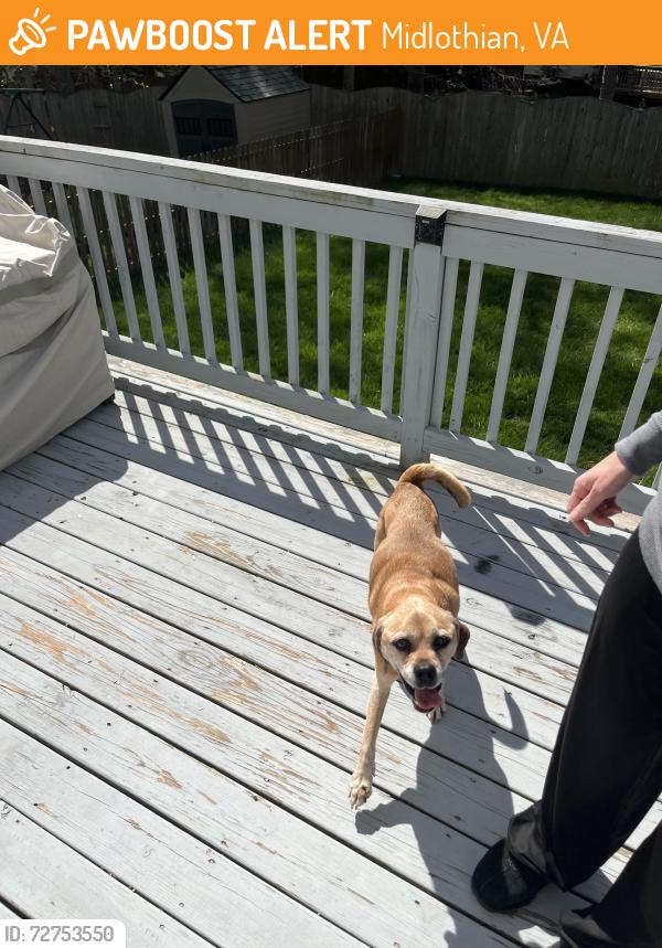 Found/Stray Male Dog last seen Porters Mill Rd & Walden Springs, Midlothian, VA 23114