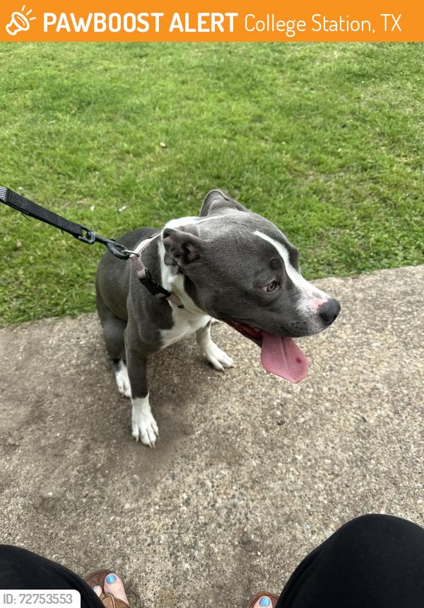 Found/Stray Female Dog last seen Vassar ct and tarrow, College Station, TX 77840