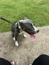 Found/Stray Female Dog last seen Vassar ct and tarrow, College Station, TX 77840