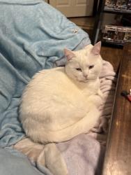 Lost Female Cat last seen Third Street, Summit Hall, Morgantown, WV 26505