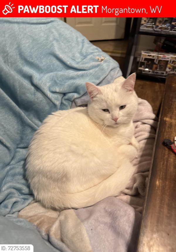 Lost Female Cat last seen Third Street, Summit Hall, Morgantown, WV 26505