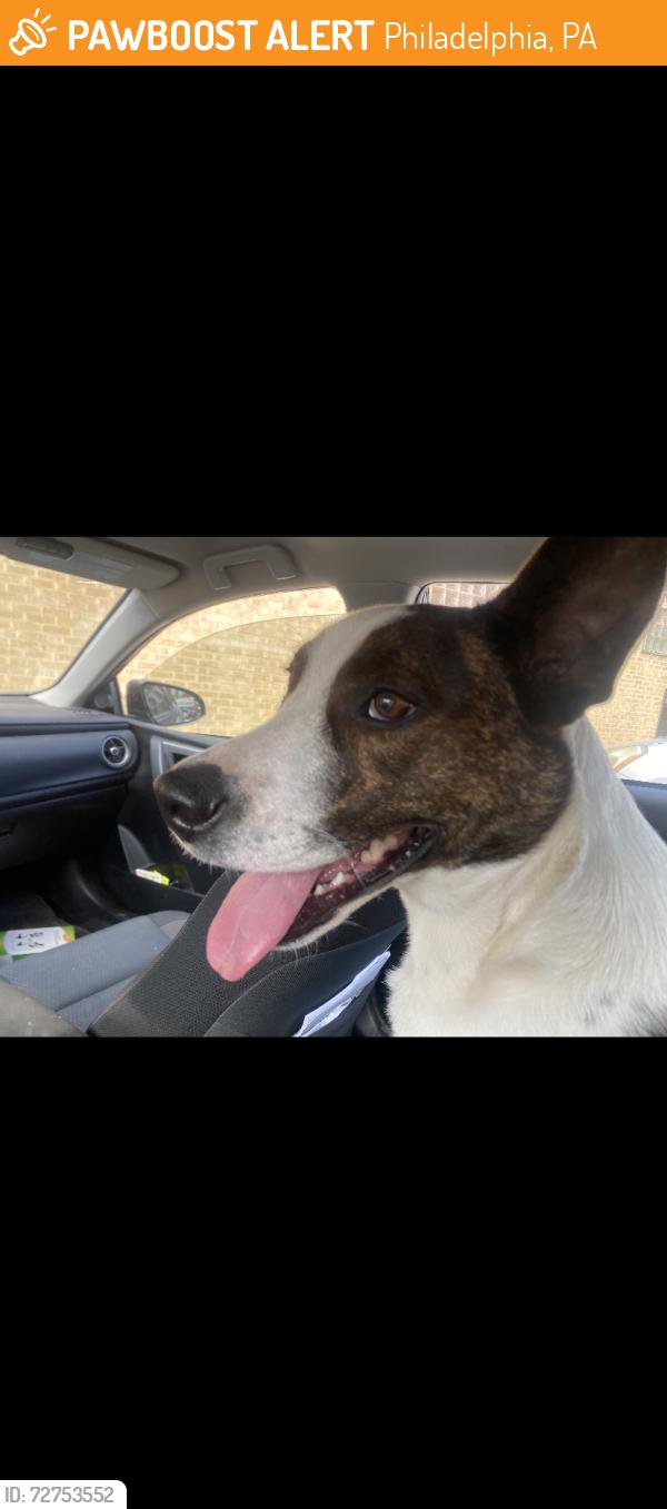 Found/Stray Male Dog last seen Kostner street   and North Avenue, Philadelphia, PA 19147