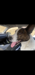 Found/Stray Male Dog last seen Kostner street   and North Avenue, Philadelphia, PA 19147