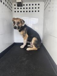 Shelter Stray Male Dog last seen Near BLK CHESTER LN,BAKERSFIELD,CA, Bakersfield, CA 93307