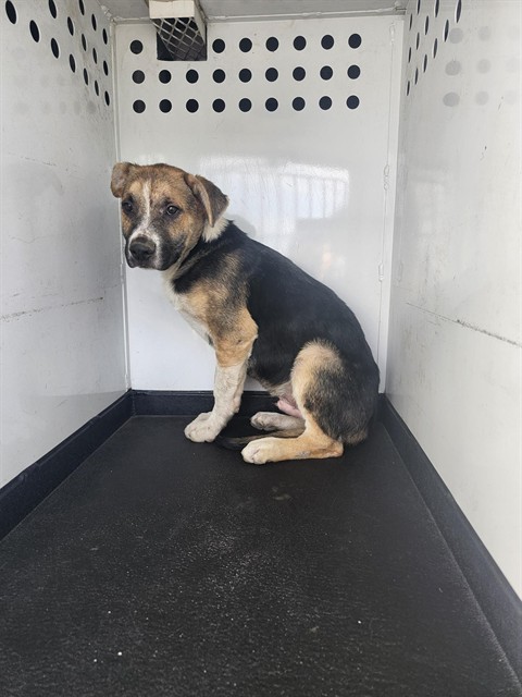 Shelter Stray Male Dog last seen Near BLK CHESTER LN,BAKERSFIELD,CA, Bakersfield, CA 93307