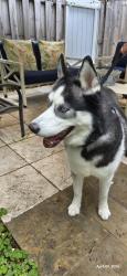 Found/Stray Male Dog last seen Spanish Lake, Hialeah, FL 33015