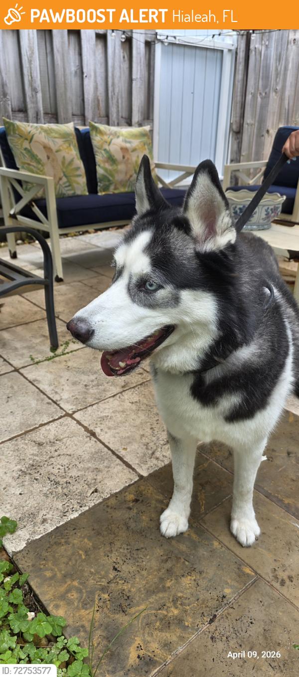 Found/Stray Male Dog last seen Spanish Lake, Hialeah, FL 33015