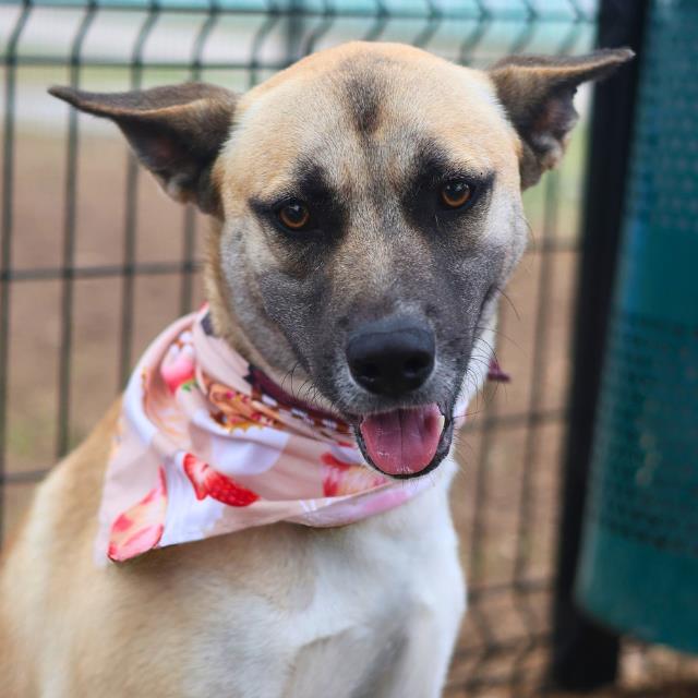 Shelter Stray Male Dog last seen BIRCHWOOD AND NEER, San Antonio, TX 78227