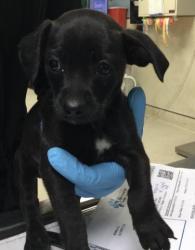 Shelter Stray Female Dog last seen Near BLOCK FAIRMOUNT BLVD, RIVERSIDE CA 92501, Jurupa Valley, CA 92509