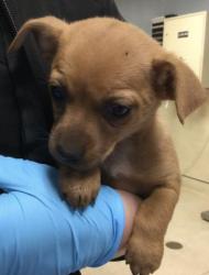 Shelter Stray Female Dog last seen Near BLOCK FAIRMOUNT BLVD, RIVERSIDE CA 92501, Jurupa Valley, CA 92509