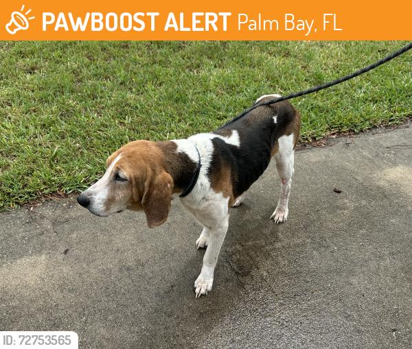 Found/Stray Male Dog last seen Knecht Palm Bay rd, Palm Bay, FL 32905