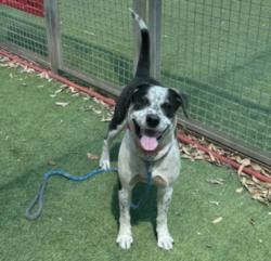 Shelter Stray Female Dog last seen , Los Angeles, CA 91405