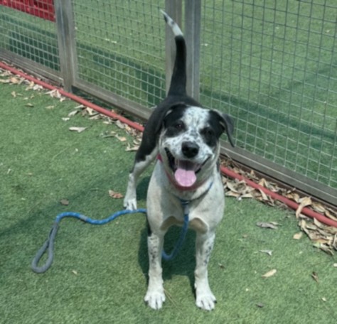 Shelter Stray Female Dog last seen , Los Angeles, CA 91405