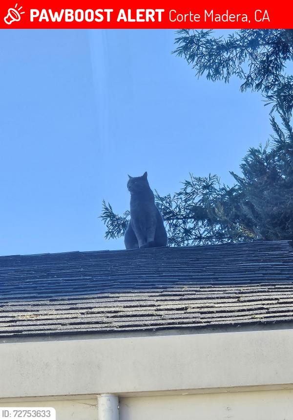 Lost Female Cat last seen Town center , Corte Madera, CA 94925