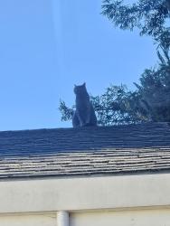 Lost Female Cat last seen Town center , Corte Madera, CA 94925