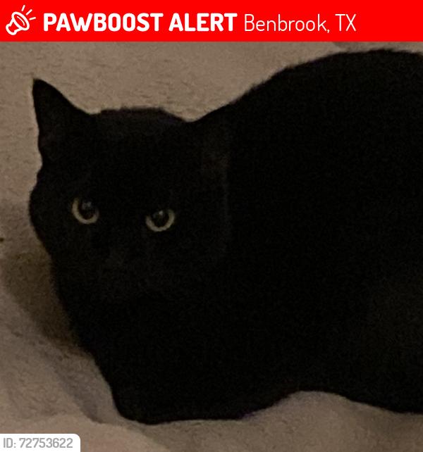 Lost Male Cat last seen Rolling Hills, Benbrook, TX 76126