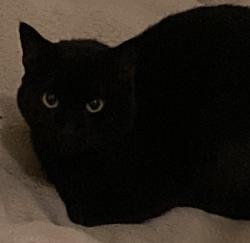 Lost Male Cat last seen Rolling Hills, Benbrook, TX 76126