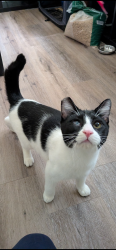 Lost Male Cat last seen Clybourn Ave and Foothill blvd, Los Angeles, CA 91342
