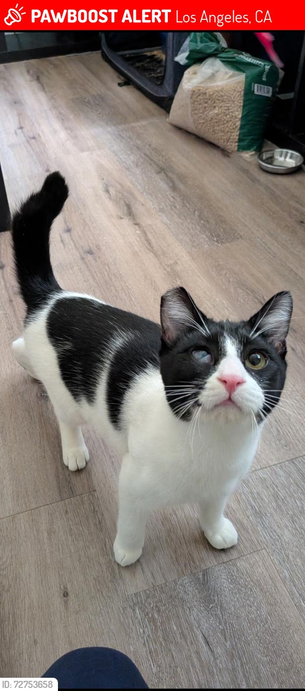 Lost Male Cat last seen Clybourn Ave and Foothill blvd, Los Angeles, CA 91342