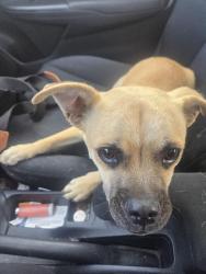 Found/Stray Male Dog last seen Jurupa Ave, and Sierra Ave, Fontana, CA 92337