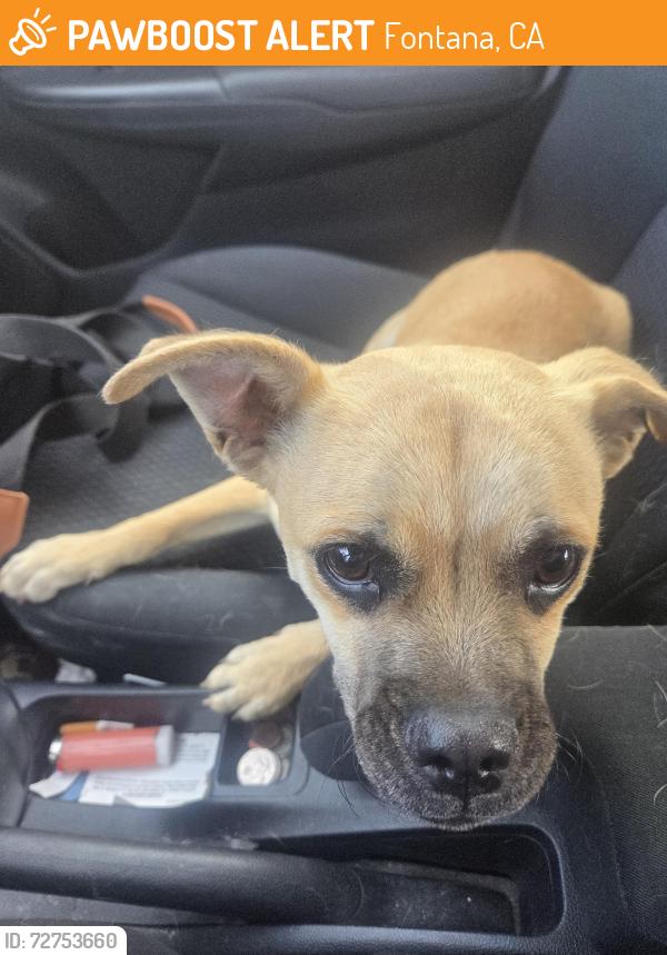 Found/Stray Male Dog last seen Jurupa Ave, and Sierra Ave, Fontana, CA 92337