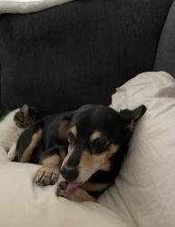 Lost Male Dog last seen Cameron Ave , Visalia, CA 93277