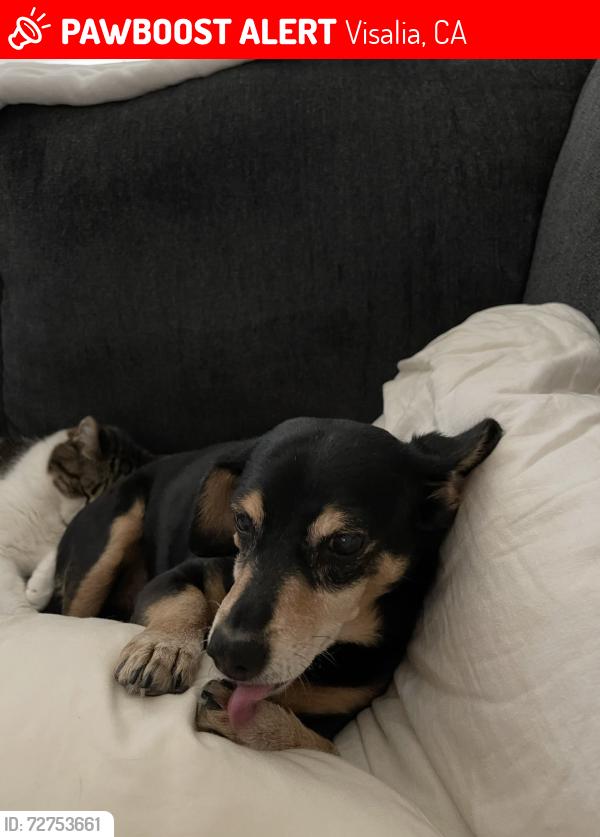 Lost Male Dog last seen Cameron Ave , Visalia, CA 93277