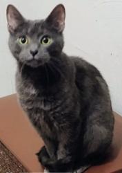 Lost Female Cat last seen Off of Kirkwood Blvd by East Village area , Davenport, IA 52803