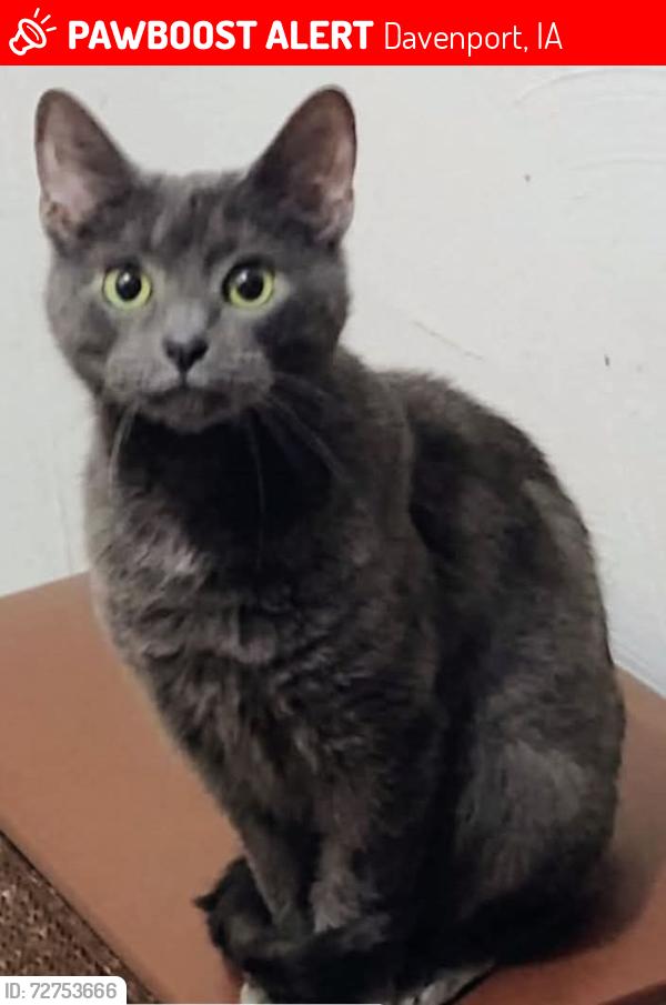 Lost Female Cat last seen Off of Kirkwood Blvd by East Village area , Davenport, IA 52803