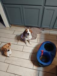 Lost Male Dog last seen Lawrence &Ghould, Dade City, FL 33523