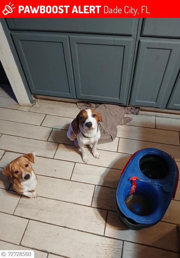 Lost Male Dog last seen Lawrence &Ghould, Dade City, FL 33523