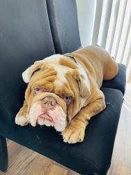 Lost Male Dog last seen Near Galonsky apt D , Brownsville, TX 78521