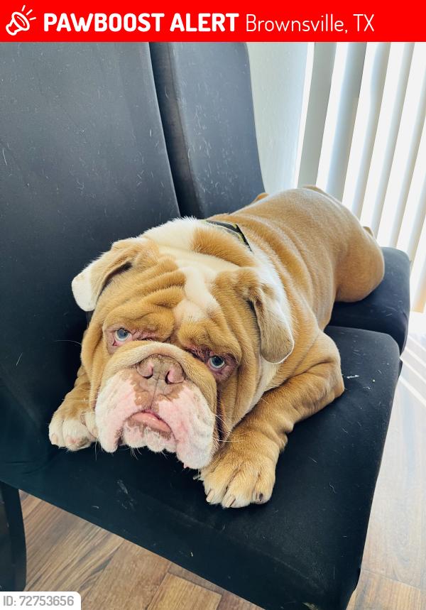 Lost Male Dog last seen Near Galonsky apt D , Brownsville, TX 78521