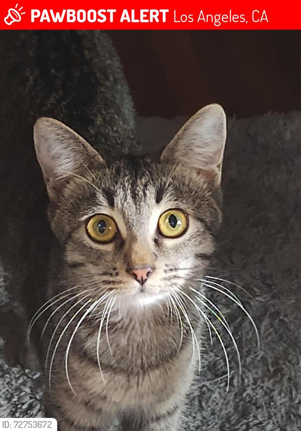 Lost Female Cat last seen Crenshaw Blvd and 77 St , Los Angeles, CA 90043