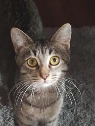 Lost Female Cat last seen Crenshaw Blvd and 77 St , Los Angeles, CA 90043
