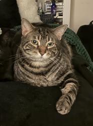 Lost Male Cat last seen Morning Star Dr, Casa de Oro-Mount Helix, CA 91941