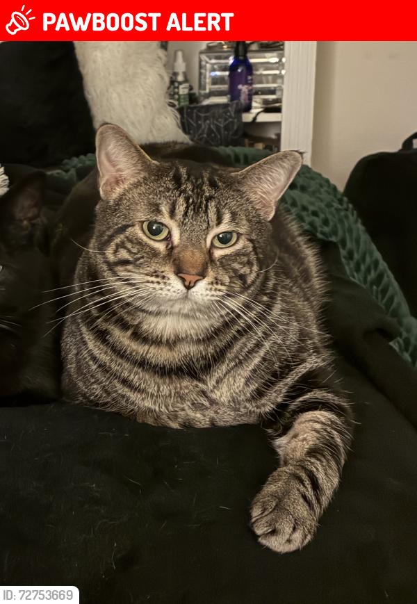 Lost Male Cat last seen Morning Star Dr, Casa de Oro-Mount Helix, CA 91941