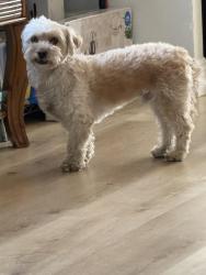 Found/Stray Male Dog last seen West g, Lancaster, CA 93534