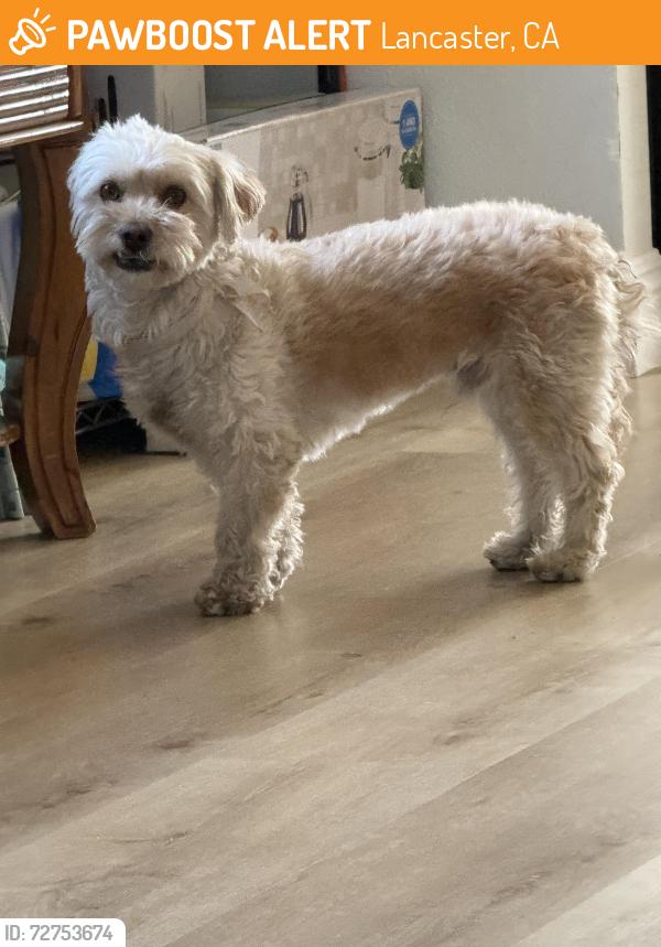 Found/Stray Male Dog last seen West g, Lancaster, CA 93534