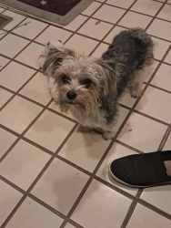 Found/Stray Male Dog last seen 58th and Joplin , Tulsa, OK 74135