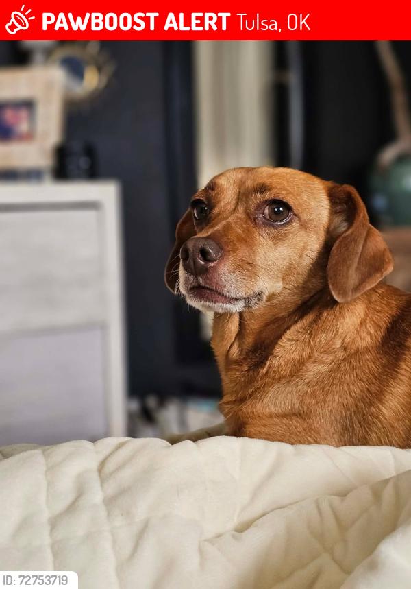 Lost Female Dog last seen 12th & Birmingham, Tulsa, OK 74104