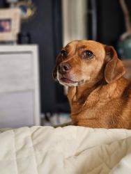 Lost Female Dog last seen 12th & Birmingham, Tulsa, OK 74104