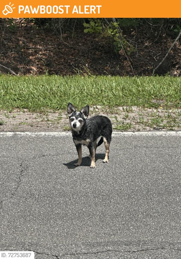 Found/Stray Female Dog last seen CR208 St Augustine FL , St. Johns County, FL 32092