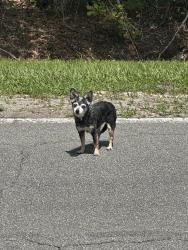 Found/Stray Female Dog last seen CR208 St Augustine FL , St. Johns County, FL 32092